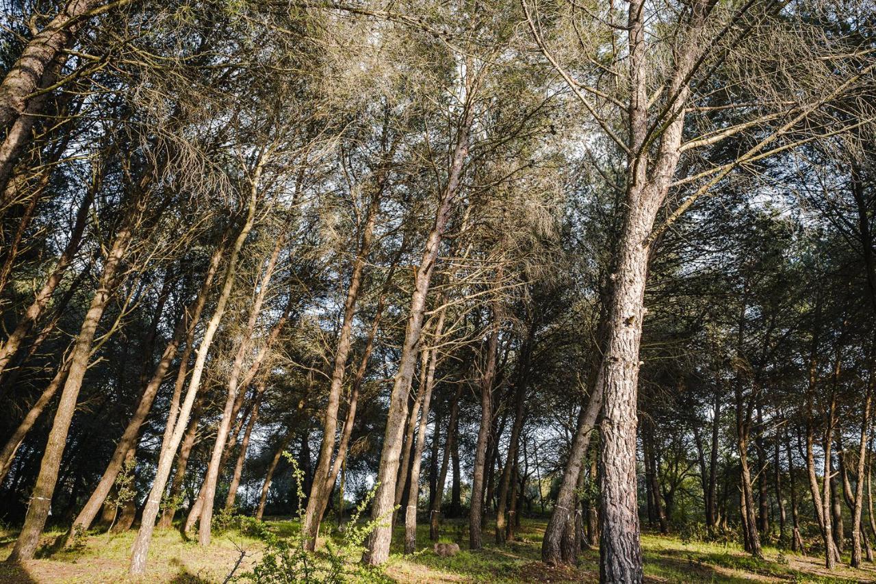 19 Secolo - Trulli Con Foresta, Bici E Barbecue Cisternino Bagian luar foto
